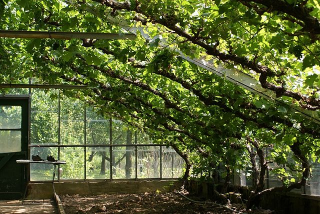 Historische Tuin blijft SP Nijmegen